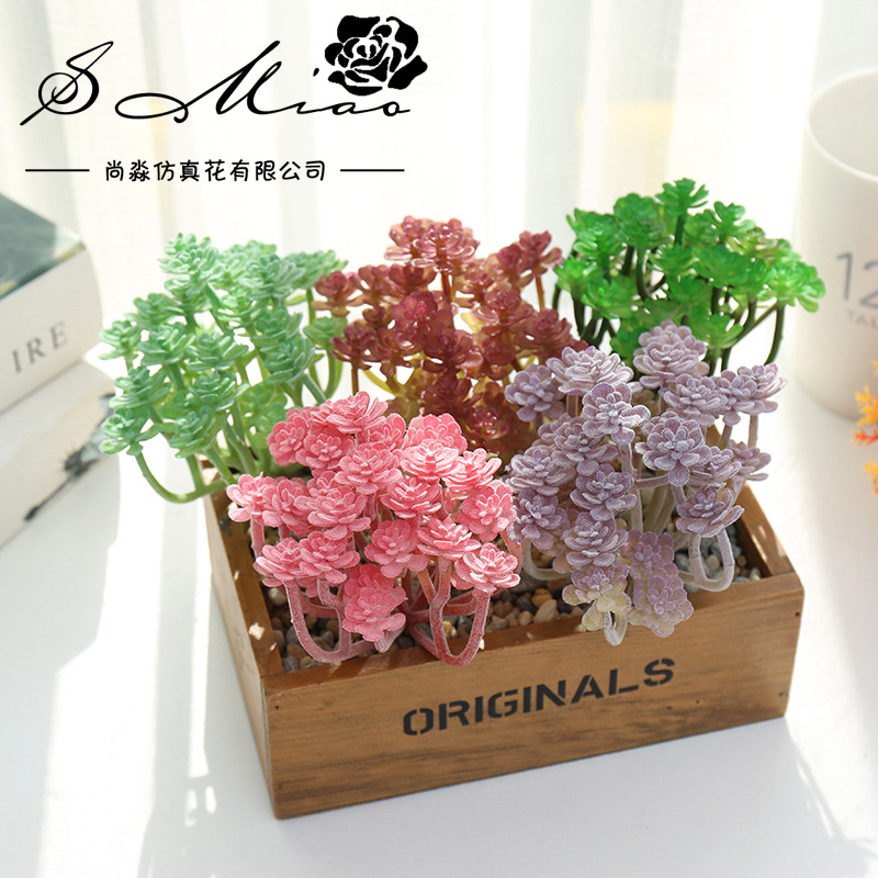 Wusmart Xian Ren Ke tanaman su - Succulent Arrangement Mini ulasan dan harga