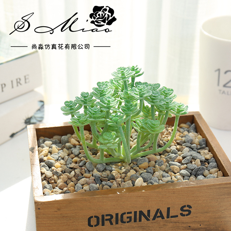 Wusmart Xian Ren Ke tanaman su - Succulent Arrangement Mini ulasan dan harga
