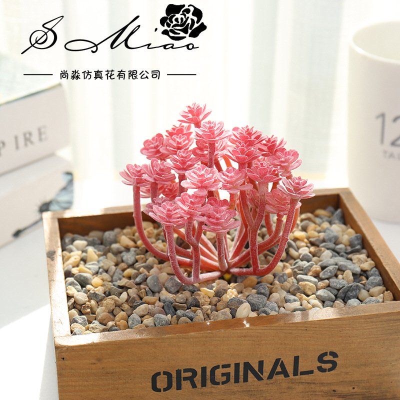 Wusmart Xian Ren Ke tanaman su - Succulent Arrangement Mini ulasan dan harga