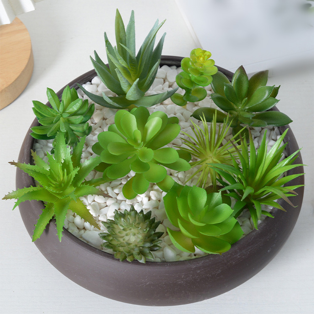 Pot Tanaman Sukulen Bulat Cant - Succulent Arrangement Mini ulasan dan harga