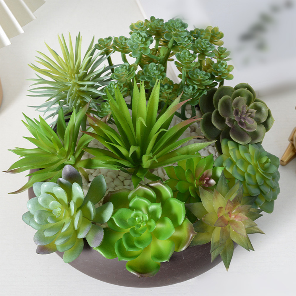 Pot Tanaman Sukulen Bulat Cant - Succulent Arrangement Mini ulasan dan harga
