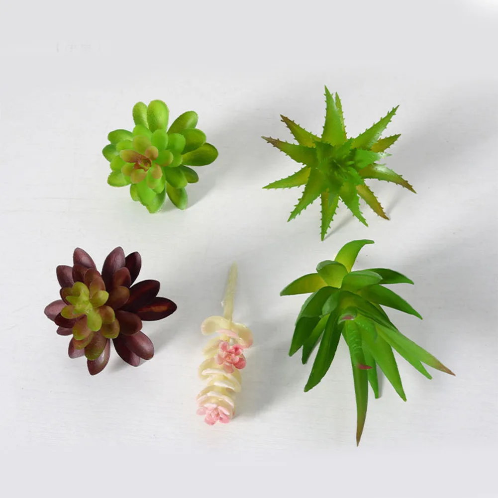 Pot Tanaman Sukulen Menawan Un - Succulent Arrangement Mini ulasan dan harga