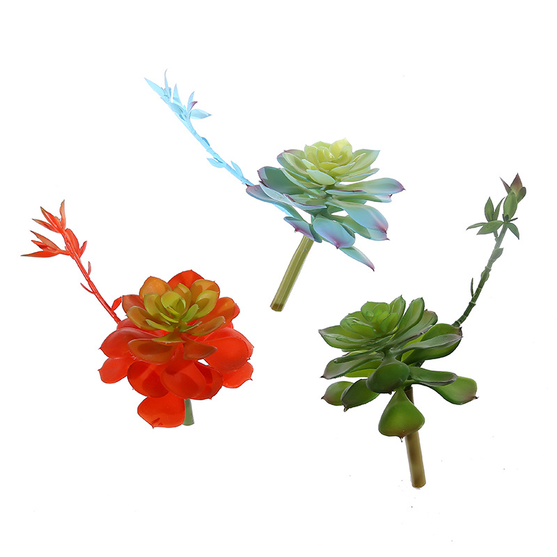 Wusmart Shi Lian tanaman sukul - Succulent Arrangement Mini ulasan dan harga