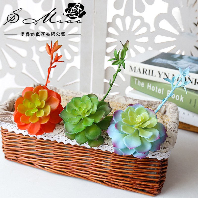 Wusmart Shi Lian tanaman sukul - Succulent Arrangement Mini ulasan dan harga
