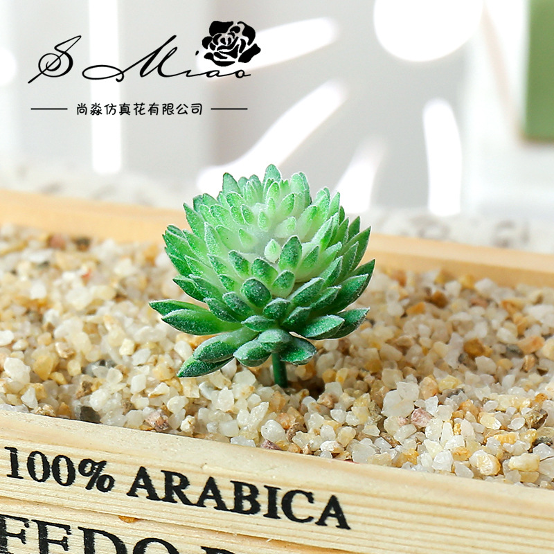 Wusmart Ji Wa tanaman segar bu - Succulent Arrangement Mini ulasan dan harga