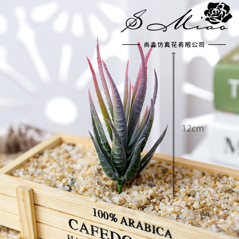Wusmart Ban Ma Lu Hui Tanaman  - Succulent Arrangement Mini ulasan dan harga