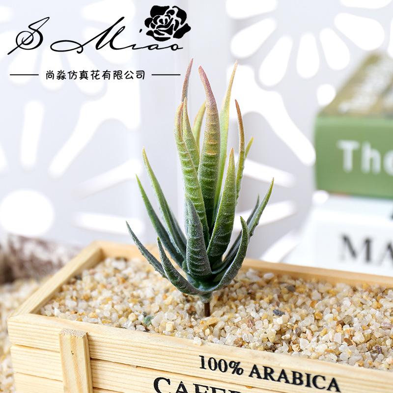 Wusmart Ban Ma Lu Hui Tanaman  - Succulent Arrangement Mini ulasan dan harga