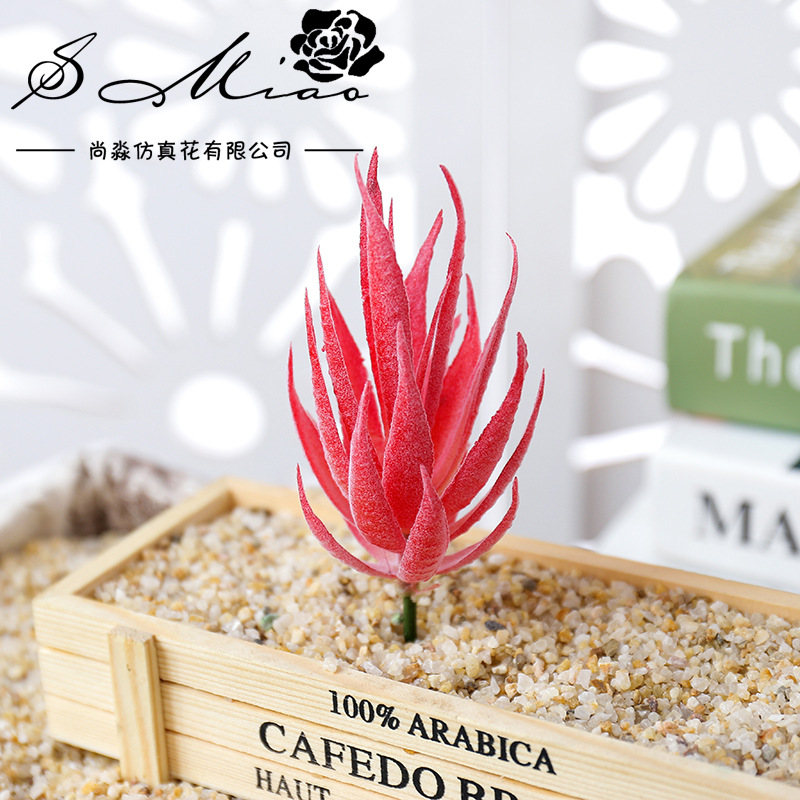 Wusmart Ban Ma Lu Hui Tanaman  - Succulent Arrangement Mini ulasan dan harga