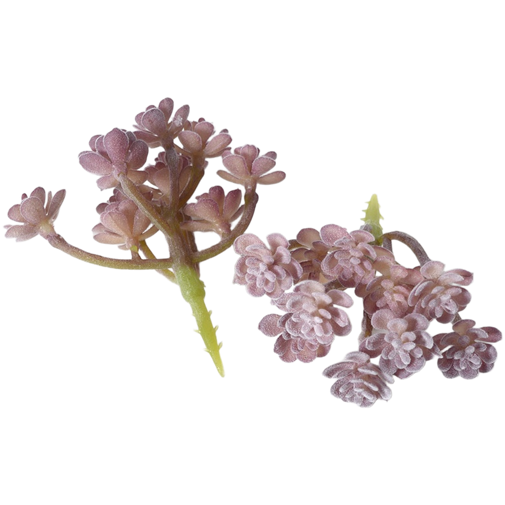 Sukulen Palsu PVC Berlapis Flo - Succulent Arrangement Mini ulasan dan harga